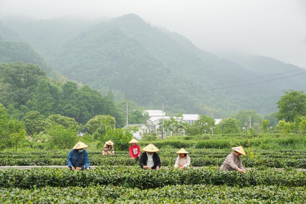 2022年5月11日，村民在大灣村生態(tài)茶園內(nèi)采摘茶葉。新華社記者杜宇攝