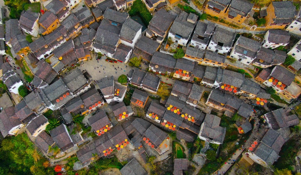 這是婺源縣江灣鎮(zhèn)篁嶺村的曬秋景象（2019年11月7日攝）。