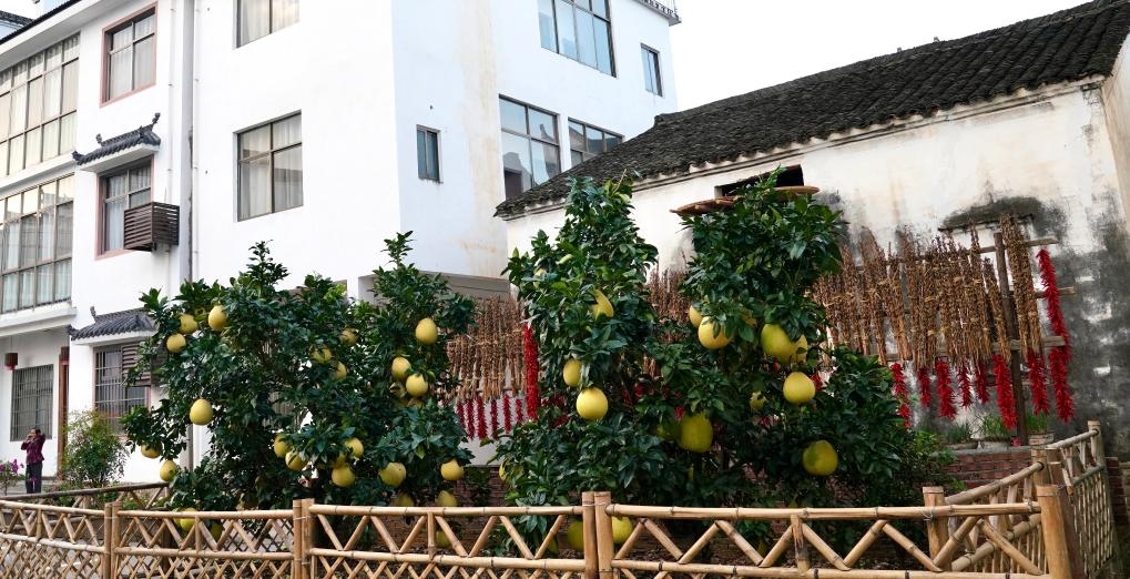 近日在江西省上饒市婺源縣秋口鎮(zhèn)王村石門自然村拍攝的馬家柚。新華社記者 胡晨歡 攝