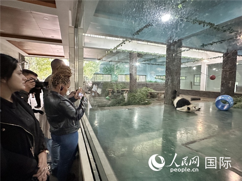 “增進(jìn)民心相通”國際民間人士代表團(tuán)參觀安吉竹博園大熊貓館。人民網(wǎng)記者 周雨攝