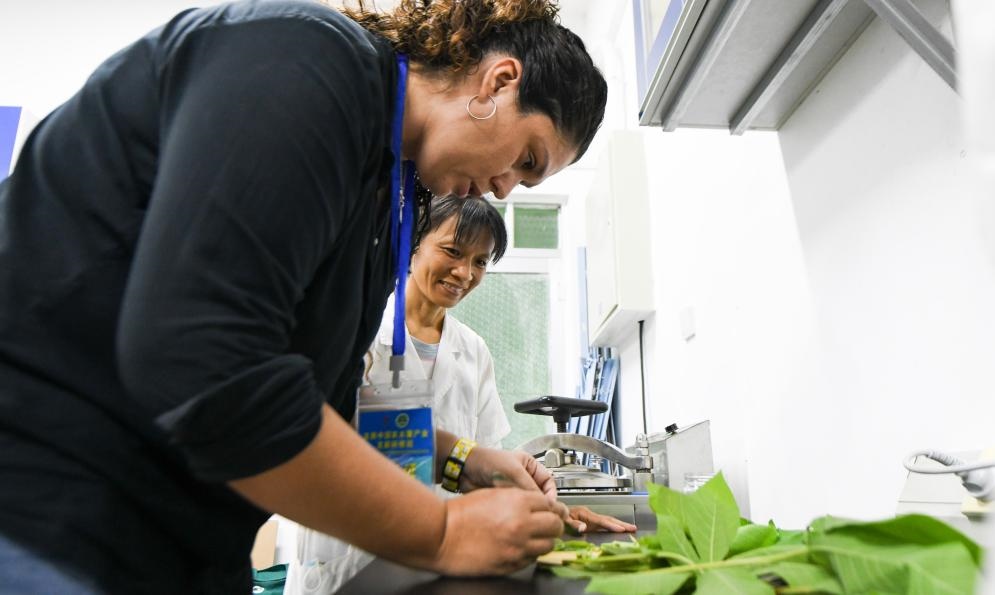 9月17日，來自哥倫比亞的研修班學員埃文·奧拉亞（左）在中國專家的指導下學習實操木薯組培快速繁育技術。
