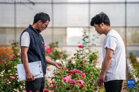 在云南省安寧市現(xiàn)代農(nóng)業(yè)園區(qū)玫瑰種植示范園，技術(shù)員田連通（左）在和同事交流（10月20日攝）。