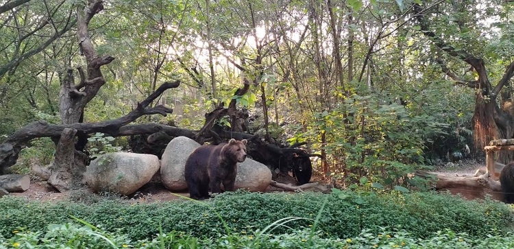 長隆野生動(dòng)物世界園區(qū)內(nèi)，黑熊在森林間散步。人民網(wǎng)記者 張藝開攝