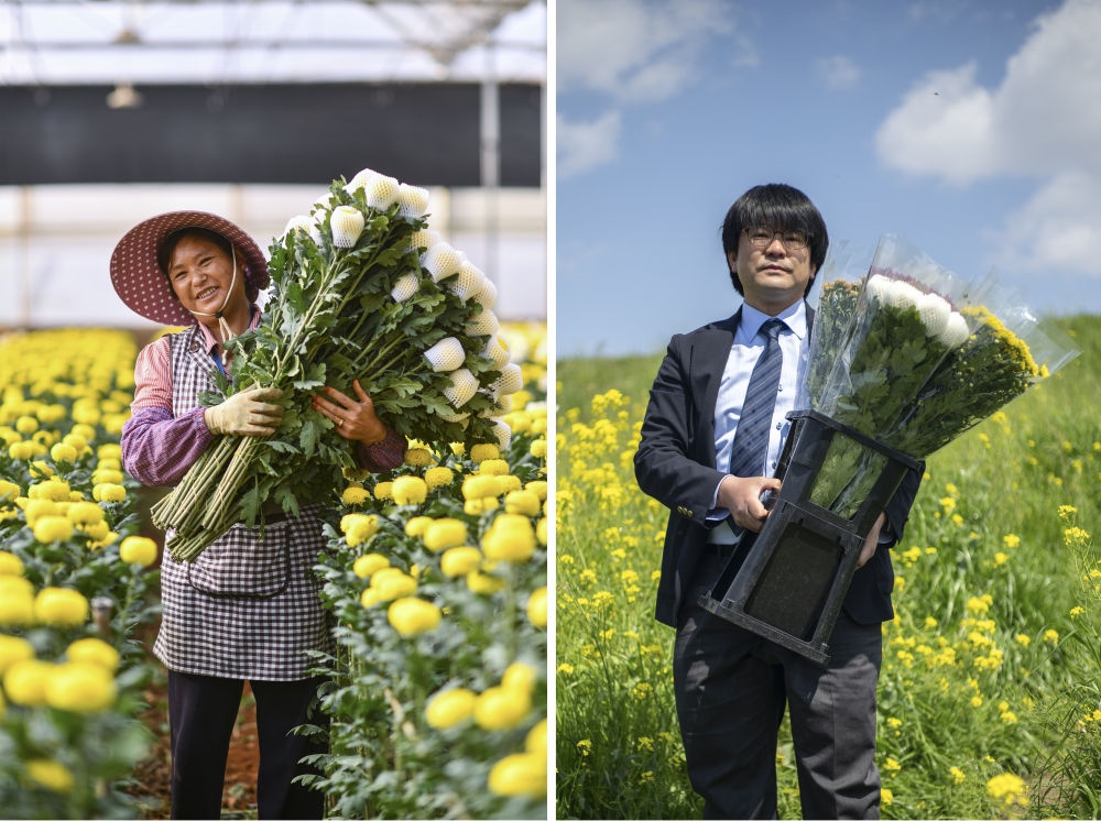 這張拼版照片中，左圖為2023年3月22日在中國云南省開遠(yuǎn)市，花農(nóng)李蘭英在采摘鮮花；右圖為2023年4月3日在日本埼玉縣三鄉(xiāng)市，經(jīng)營花卉公司的小西武為訂貨的花店送花。中國云南有著亞洲最大的鮮切花交易市場，一年可以賣出110億枝鮮切花。春季云南大量鮮花進(jìn)入盛花期，各類鮮花通過冷鏈物流陸續(xù)進(jìn)入日本市場，成為當(dāng)?shù)厝松畹拿利慄c(diǎn)綴。