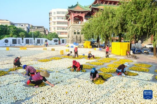 11月25日，在廣東省江門市新會(huì)區(qū)一處空地，人們對(duì)新會(huì)柑皮進(jìn)行翻皮晾曬。