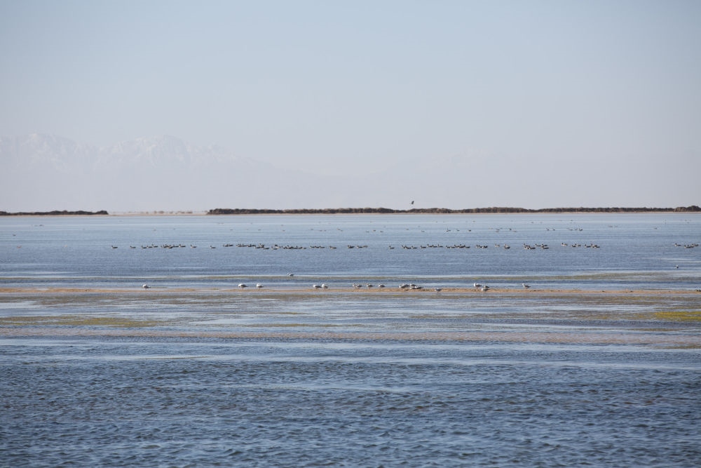 鳥兒在青海察爾汗鹽湖邊的淡水湖上棲息（2017年9月10日攝）。新華社記者 金立旺 攝