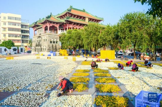 11月25日，在廣東省江門市新會(huì)區(qū)一處空地，人們對(duì)新會(huì)柑皮進(jìn)行翻皮晾曬。