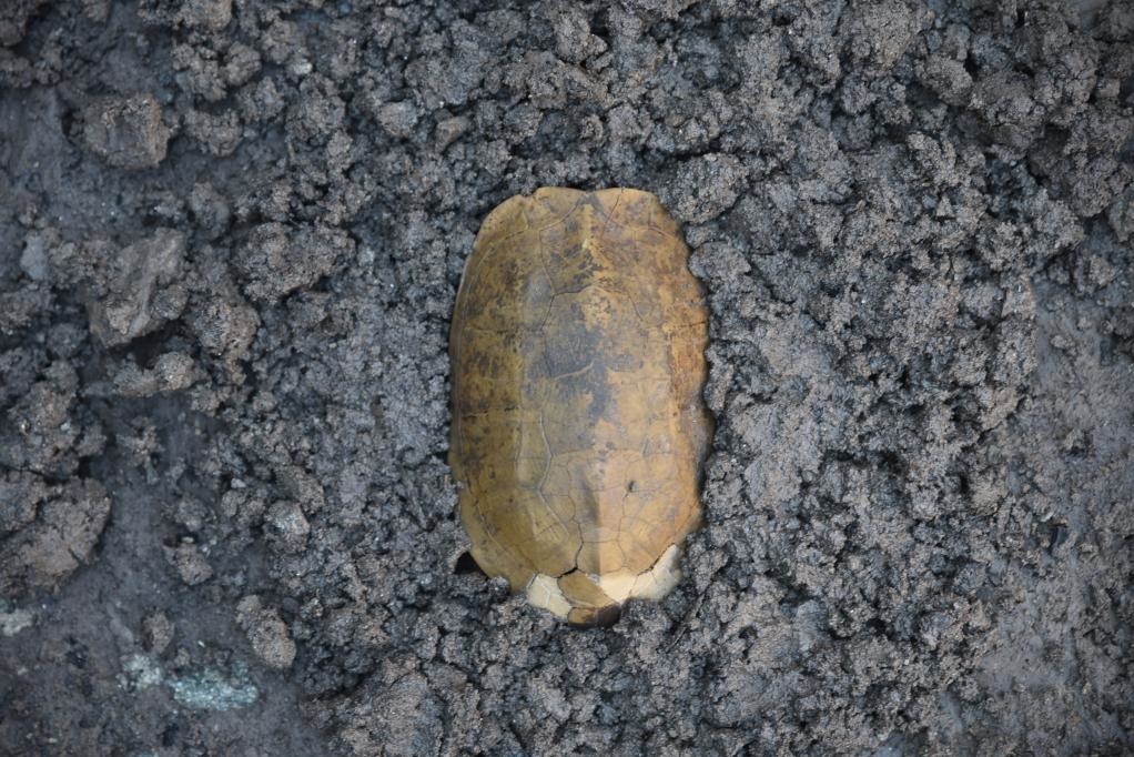 汶溪遺址出土的河姆渡文化早期完整龜甲。寧波市文化遺產(chǎn)管理研究院供圖