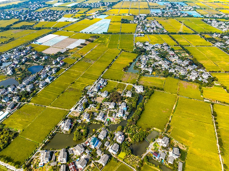 2023年10月22日，浙江海寧市黃灣鎮(zhèn)，金秋時節(jié)，金黃色的稻田與美麗鄉(xiāng)村構(gòu)成一幅寧靜祥和的畫卷。