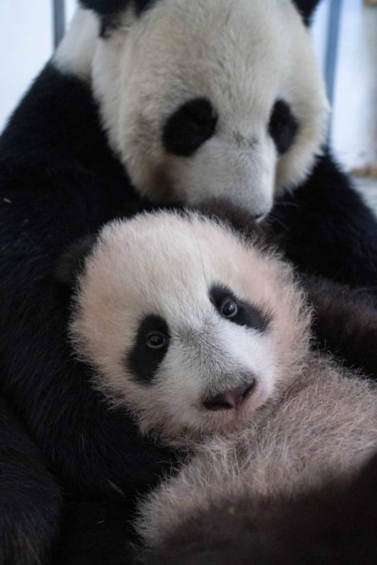  這是2023年12月21日在俄羅斯莫斯科動物園拍攝的大熊貓幼崽“喀秋莎”（前）和大熊貓媽媽“丁丁”在一起的照片。新華社發(fā)（莫斯科動物園供圖）