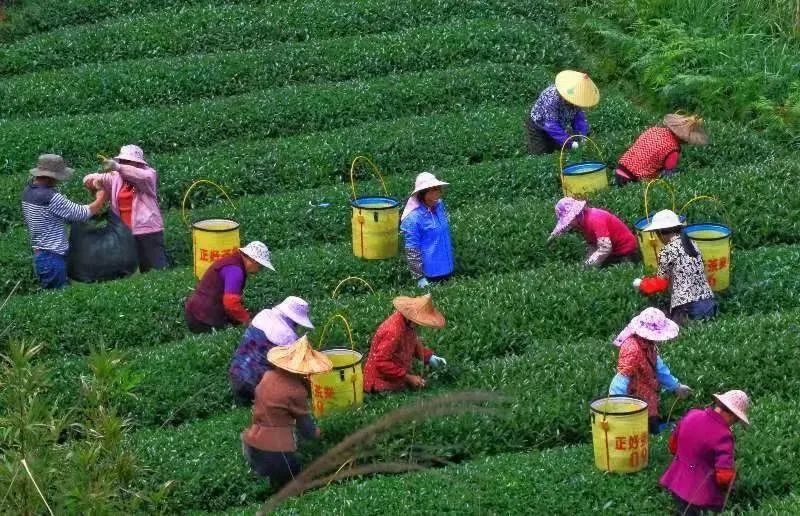 △軍營村茶農在茶園采茶。