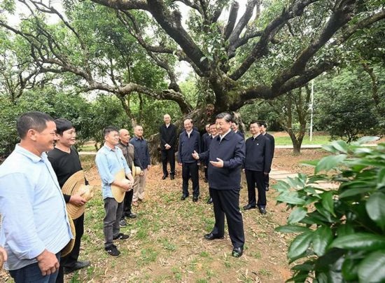 2023年4月11日，習(xí)近平總書記在廣東茂名高州市根子鎮(zhèn)柏橋村荔枝種植園，同現(xiàn)場技術(shù)人員親切交流。