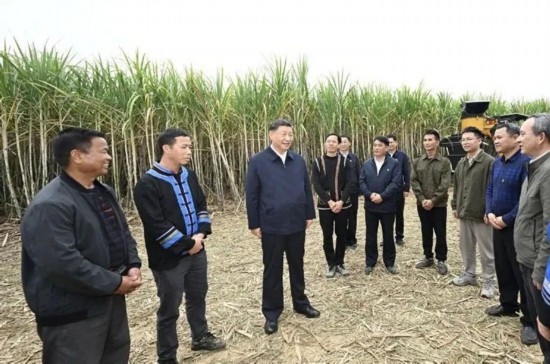 2023年12月14日，習(xí)近平總書記在廣西來賓市國家現(xiàn)代農(nóng)業(yè)產(chǎn)業(yè)園黃安優(yōu)質(zhì)“雙高”糖料蔗基地考察。