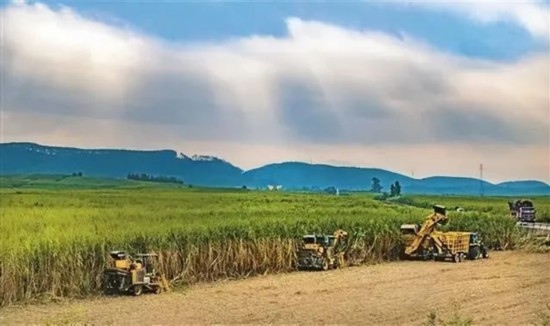 廣西來賓市興賓區(qū)鳳凰鎮(zhèn)黃安村“雙高”糖料蔗基地里，收割機(jī)手正在機(jī)械化砍收糖蔗。