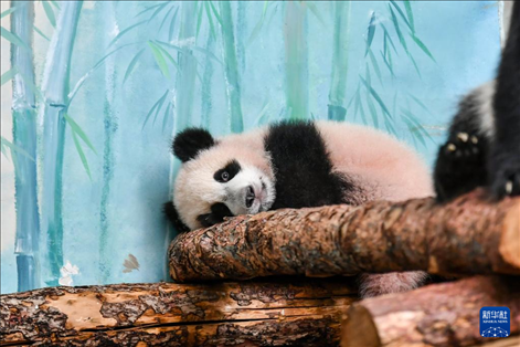 這是3月8日在俄羅斯莫斯科動物園拍攝的大熊貓“喀秋莎”。新華社記者 曹陽 攝
