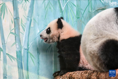這是3月8日在俄羅斯莫斯科動物園拍攝的大熊貓“喀秋莎”。新華社記者 曹陽 攝