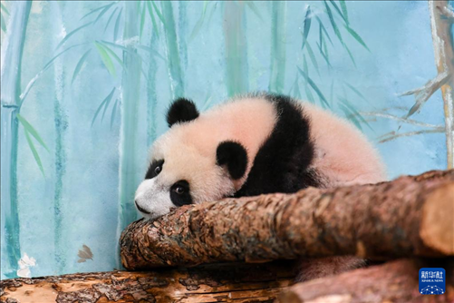 這是3月8日在俄羅斯莫斯科動物園拍攝的大熊貓“喀秋莎”。新華社記者 曹陽 攝