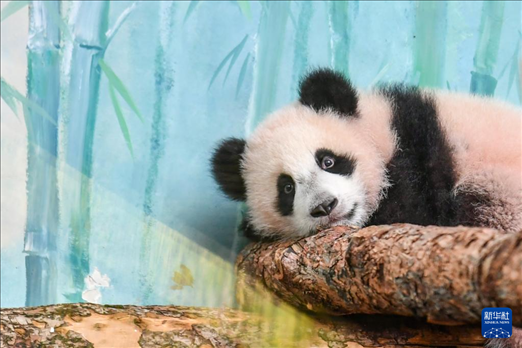 這是3月8日在俄羅斯莫斯科動物園拍攝的大熊貓“喀秋莎”。新華社記者 曹陽 攝