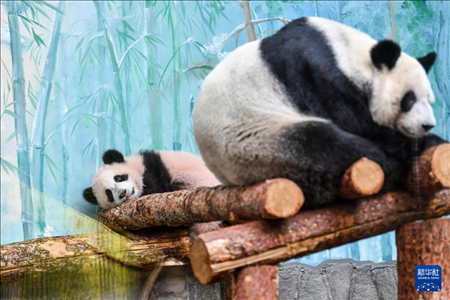 這是3月8日在俄羅斯莫斯科動物園拍攝的大熊貓“喀秋莎”（左）和媽媽“丁丁”。新華社記者 曹陽 攝