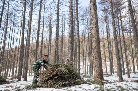 3月14日，在伊春森工集團(tuán)美溪林業(yè)局公司一處森林可持續(xù)經(jīng)營試點(diǎn)樣地，工作人員在整理林下剩余物。新華社記者 謝劍飛 攝