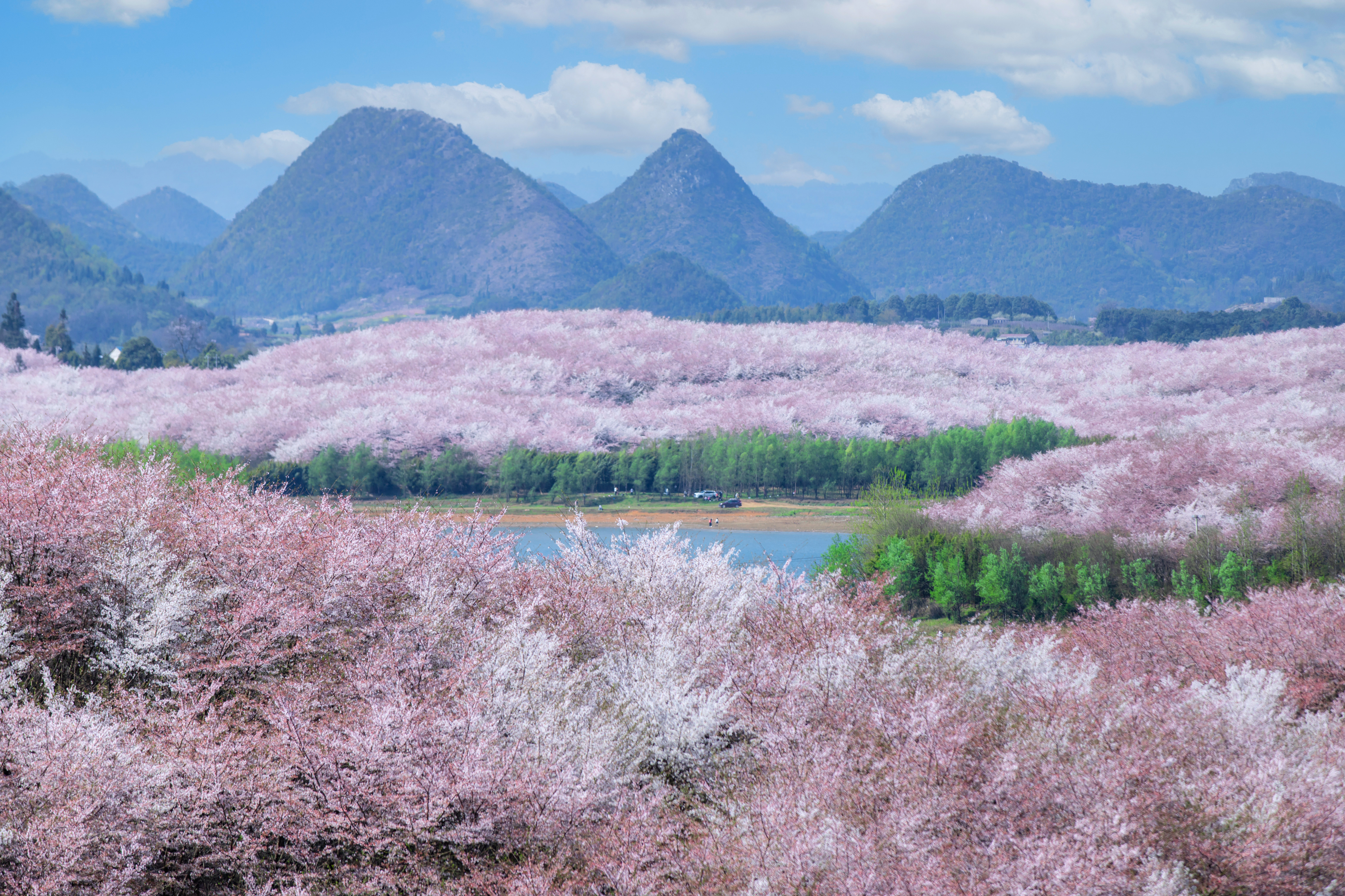 貴安櫻花園內(nèi)萬畝櫻花盛放。楊明亮 攝
