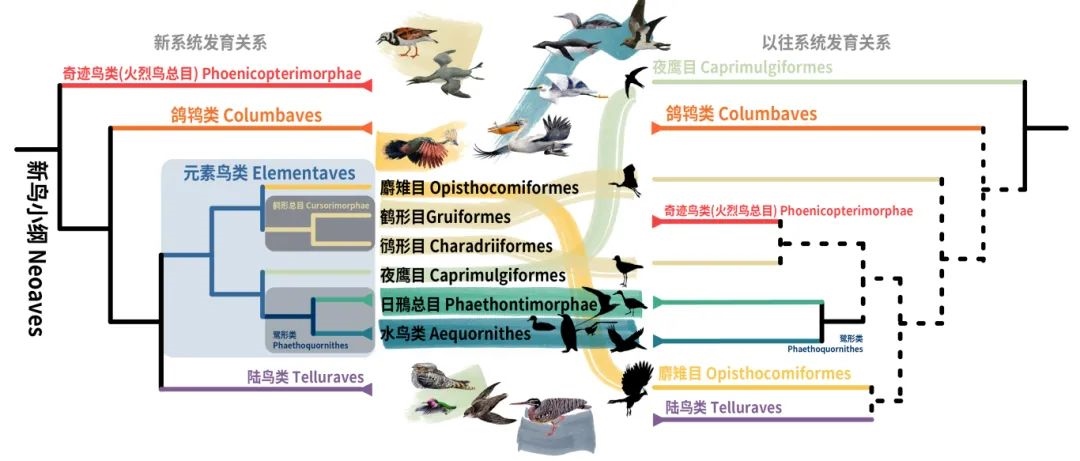 新鳥(niǎo)小綱主要類群的分類變動(dòng)。浙江大學(xué)供圖