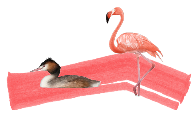 奇跡鳥(niǎo)類（火烈鳥(niǎo)總目）。浙江大學(xué)供圖