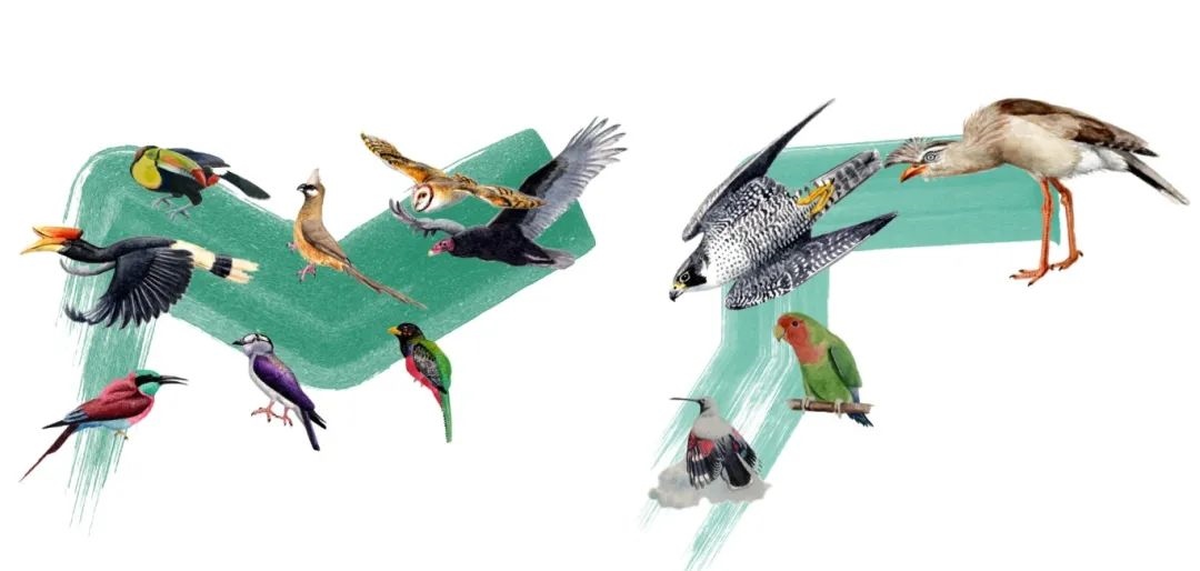 陸鳥(niǎo)類。浙江大學(xué)供圖