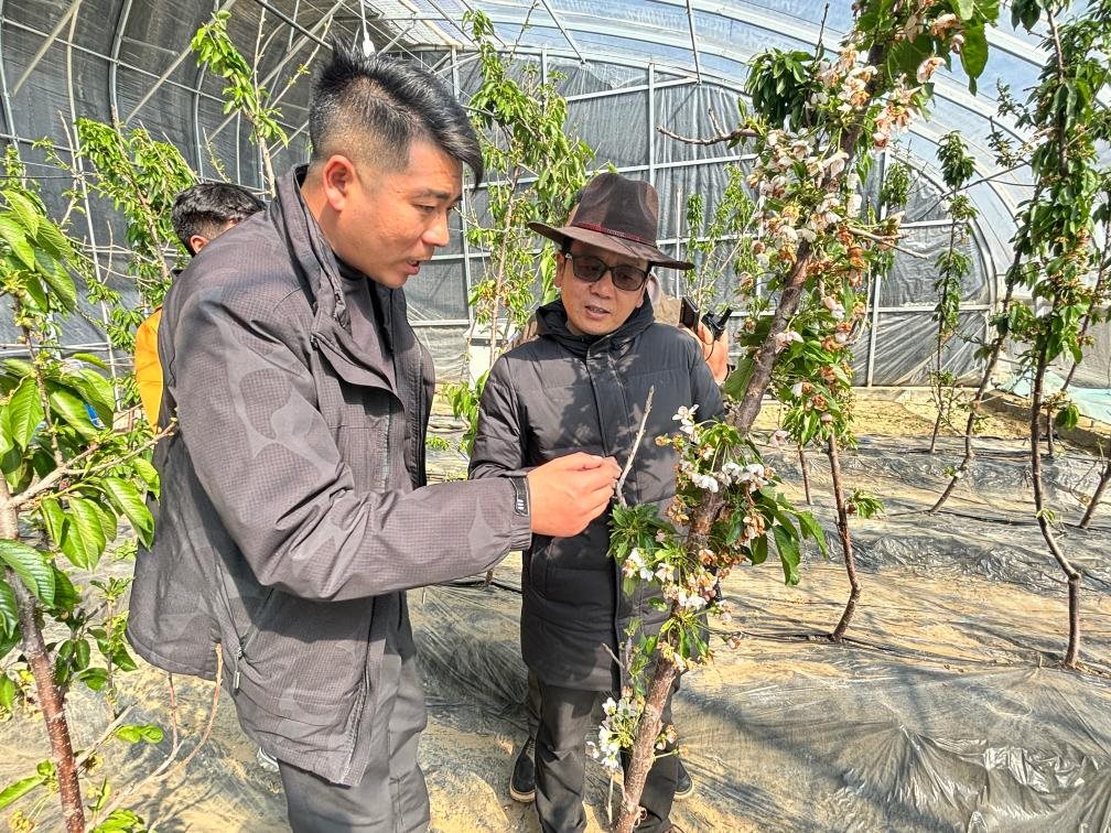 山東援藏小組及技術(shù)人員在大棚查看果蔬長(zhǎng)勢(shì)。（受訪者供圖）