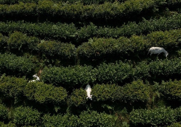 惠明茶園，養(yǎng)羊控草。供圖 共享聯(lián)盟·景寧