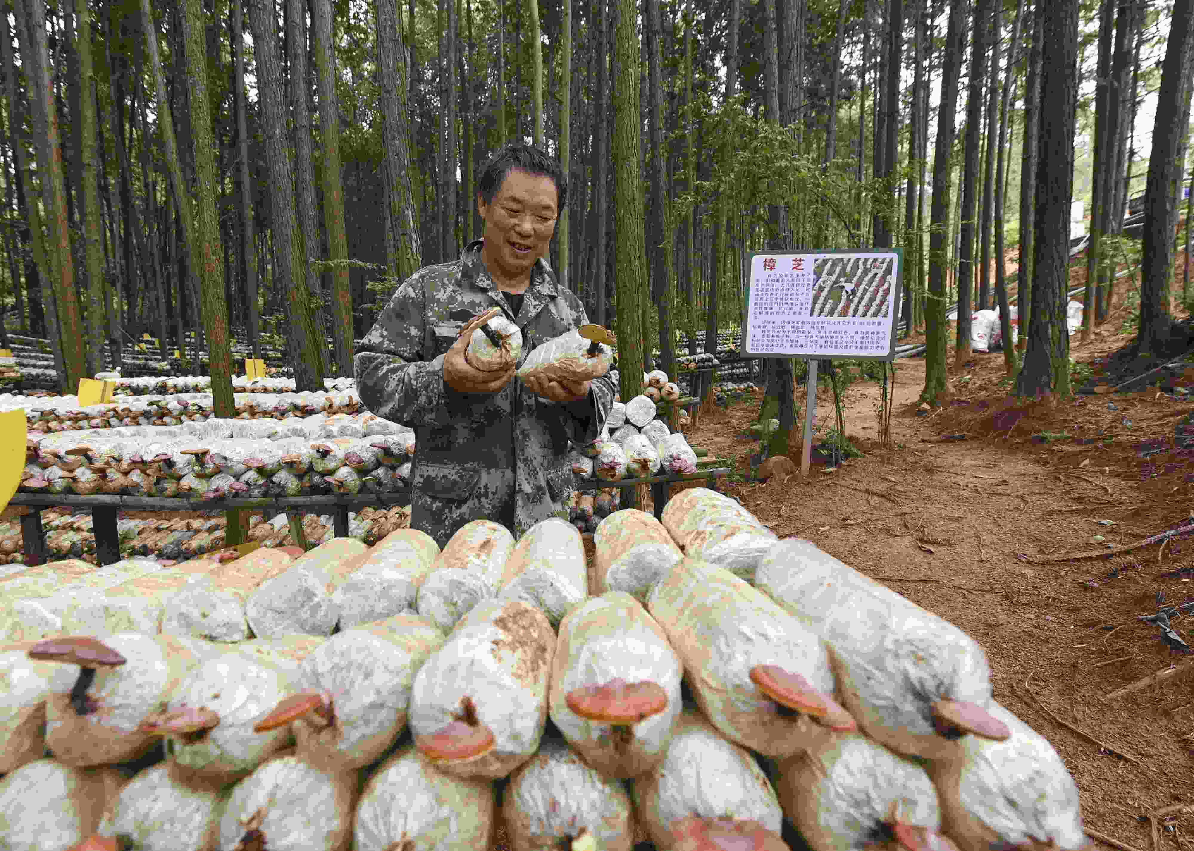 2023年9月21日，江西省撫州市，廣昌縣旴江生態(tài)公益林場，種植戶正在查看樟芝等食用菌的生長情況。