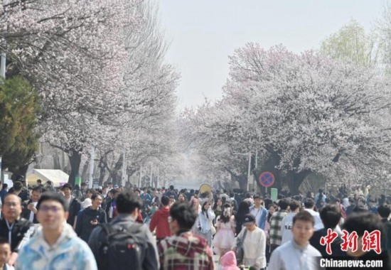 4月21日，大量游客來(lái)到吉林大學(xué)南嶺校區(qū)賞花。張瑤 攝
