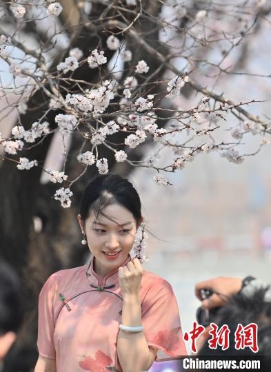 4月21日，一名年輕女孩在杏花樹(shù)下拍照。張瑤 攝