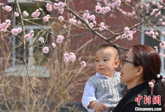 4月21日，游客在吉林大學(xué)南嶺校區(qū)賞花。張瑤 攝