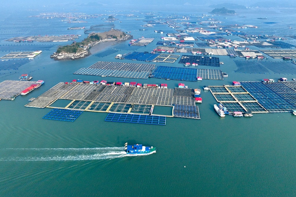 這是2024年1月11日拍攝的福建省寧德市霞浦縣海上養(yǎng)殖區(qū)（無人機(jī)照片）。新華社記者 姜克紅 攝