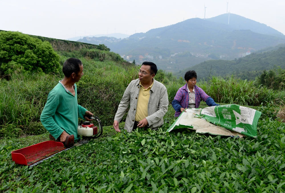 2024年5月9日，在福建省安溪縣西坪鎮(zhèn)珠洋村，科技特派員（中）在指導(dǎo)茶農(nóng)使用機(jī)器科學(xué)化采收茶葉。新華社記者 魏培全 攝