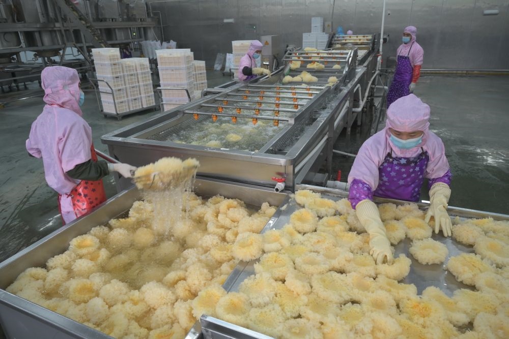 2024年5月10日，在福建省寧德市古田縣，一家食品公司的工作人員在挑選清洗銀耳。新華社記者 林善傳 攝