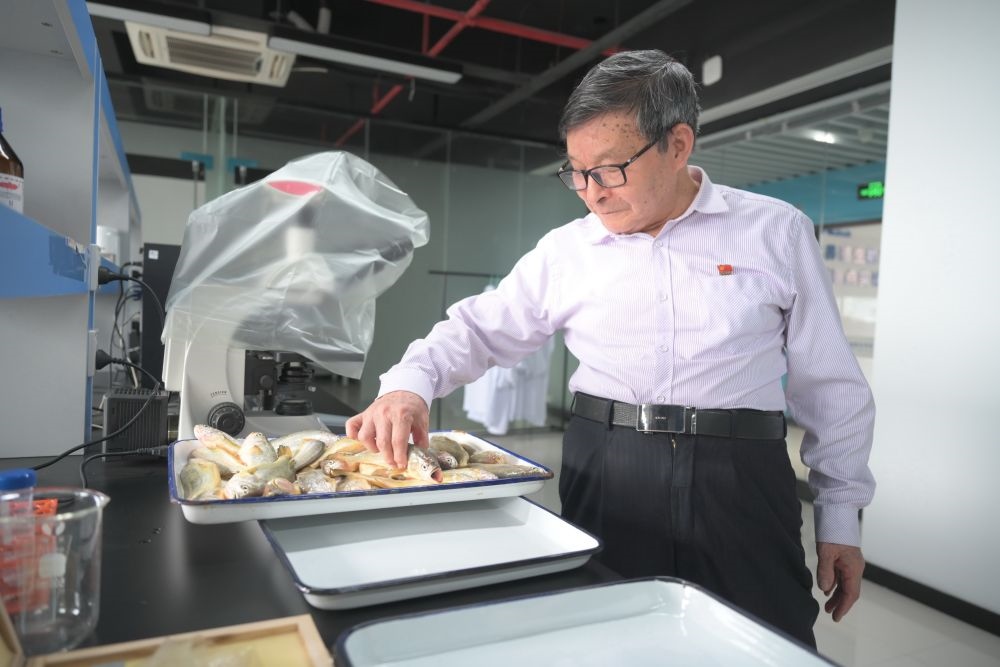 2024年5月8日，劉家富在位于福建省寧德市科技服務(wù)中心大樓的海水養(yǎng)殖生物育種全國重點(diǎn)實(shí)驗(yàn)室了解大黃魚的培育情況。新華社記者 林善傳 攝