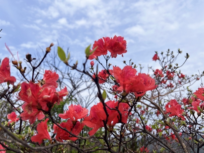 陽明山的杜鵑花。人民網(wǎng) 高清揚(yáng)攝