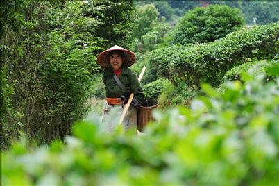 2024年4月24日，湖南省衡陽市耒陽市龍?zhí)伶?zhèn)江頭貢茶葉種植專業(yè)合作社，村民在茶山采摘茶葉，實現(xiàn)了家門口就業(yè)。