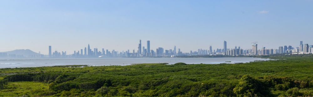  深圳福田紅樹林濕地（2024年1月19日攝）。在深圳，茂密的紅樹林東起新洲河口、西至深圳灣公園，懷抱城市中心區(qū)域，沿海岸線形成了長(zhǎng)約6公里的“綠色長(zhǎng)城”，為每年數(shù)以十萬(wàn)計(jì)的候鳥留下彌足珍貴的國(guó)際遷徙通道。