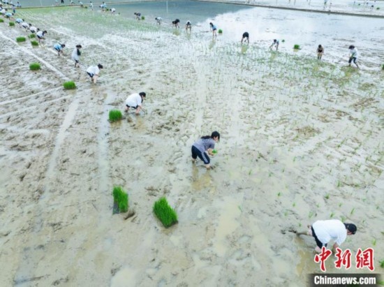 圖為5月21日，航拍綏陽縣旺草中學(xué)學(xué)生在旺草萬畝大壩體驗插秧。唐哲 攝