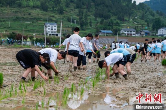 圖為5月21日，綏陽縣旺草中學(xué)學(xué)生在旺草萬畝大壩體驗插秧。唐哲 攝