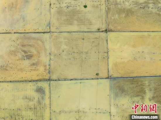 圖為5月21日，航拍綏陽縣旺草中學(xué)學(xué)生在旺草萬畝大壩體驗插秧。唐哲 攝