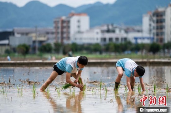 圖為5月21日，兩名學(xué)生在綏陽縣旺草萬畝大壩體驗插秧。唐哲 攝