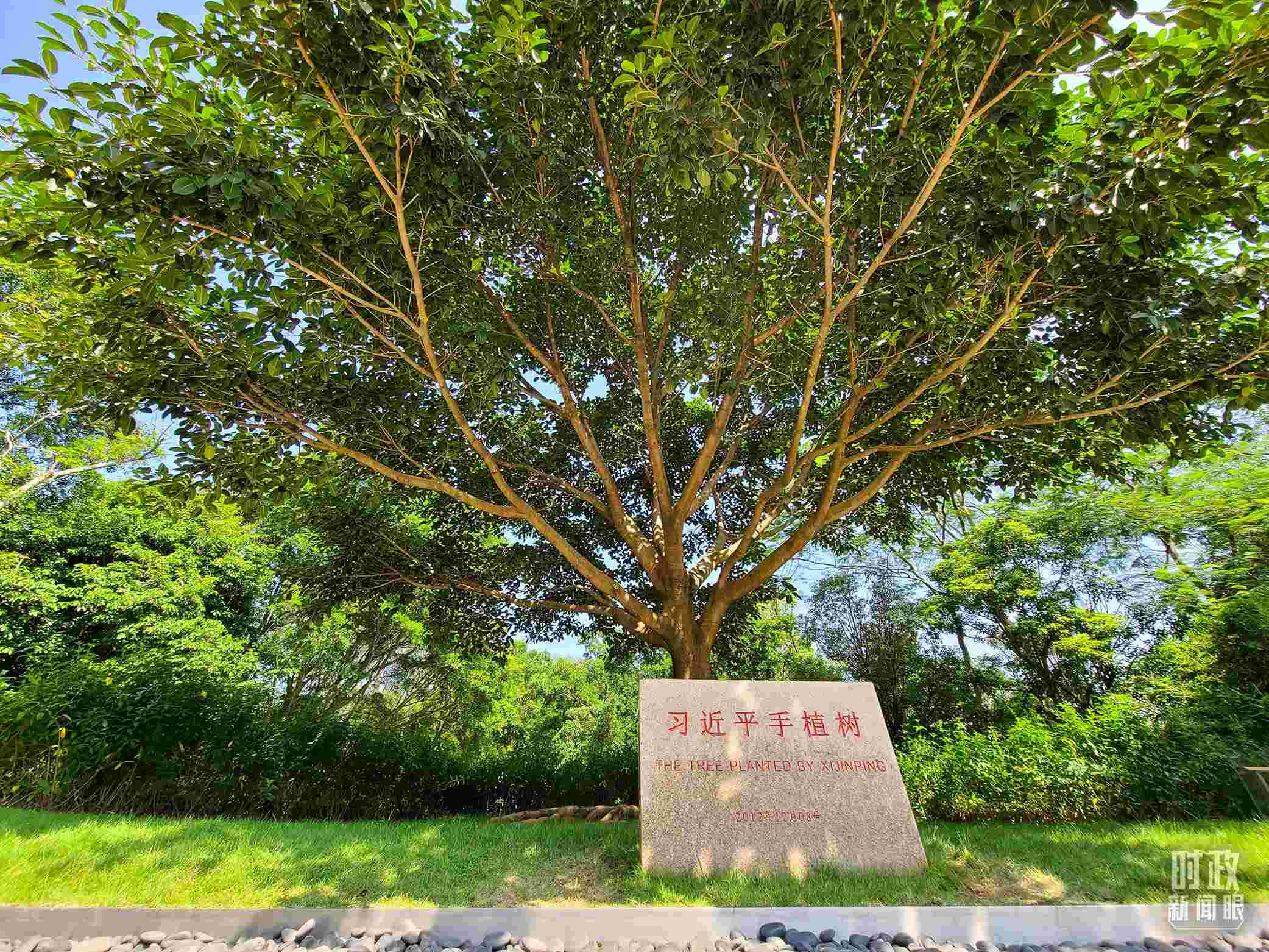 習(xí)近平2012年在深圳蓮花山公園種下的高山榕樹已枝繁葉茂。（總臺央視記者趙化拍攝）