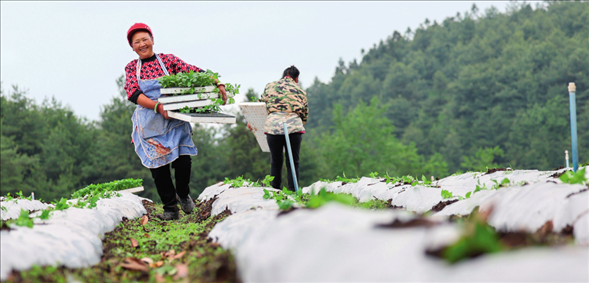 貴州省畢節(jié)市赫章縣平山鎮(zhèn)中山社區(qū)農戶在田里搬運辣椒苗（2024 年 4 月 20 日攝）韓賢普攝 / 本刊