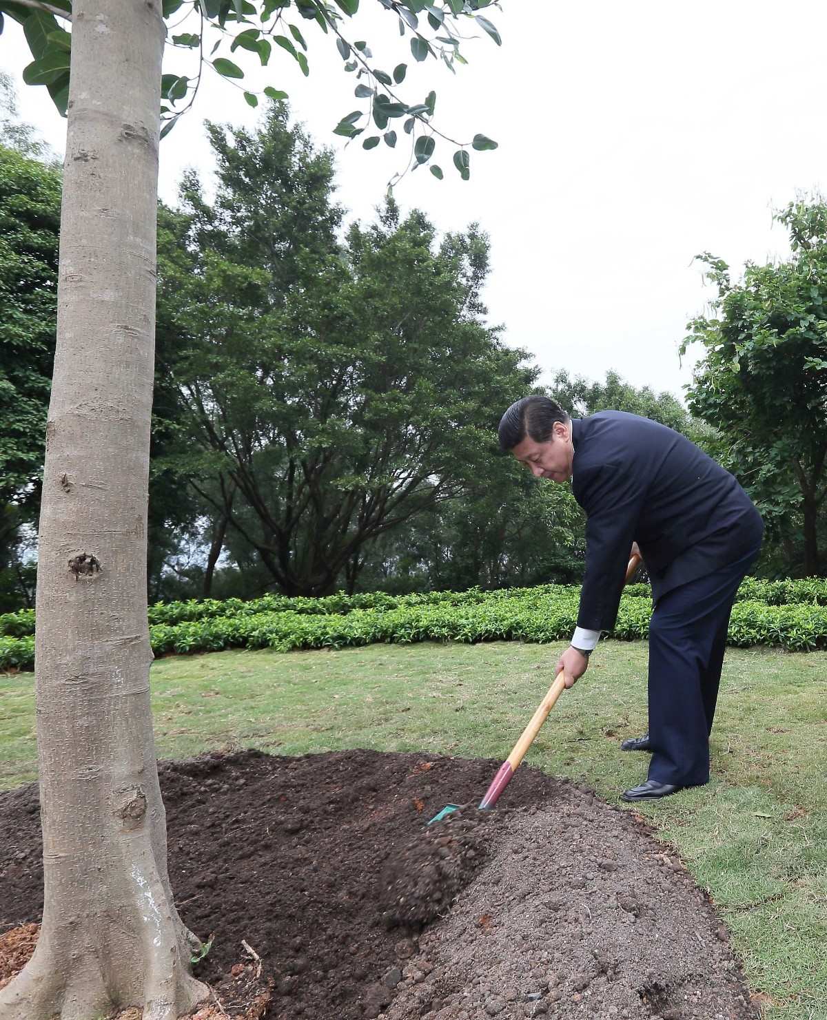 2012年12月8日，習近平在深圳蓮花山公園種下一棵高山榕樹。