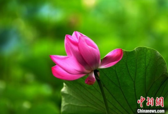 6月19日，時(shí)值一年畢業(yè)季，四川大學(xué)望江校區(qū)荷花池里的荷花盛開，成為了畢業(yè)生們的打卡圣地，吸引了眾多畢業(yè)生拍照留念。圖為盛開的荷花。中新社記者 安源 攝