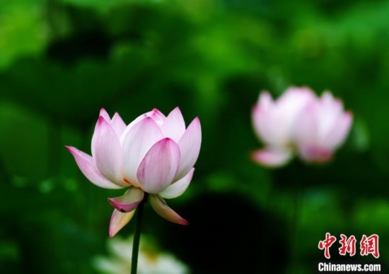 6月19日，時(shí)值一年畢業(yè)季，四川大學(xué)望江校區(qū)荷花池里的荷花盛開，成為了畢業(yè)生們的打卡圣地，吸引了眾多畢業(yè)生拍照留念。圖為盛開的荷花。中新社記者 安源 攝
